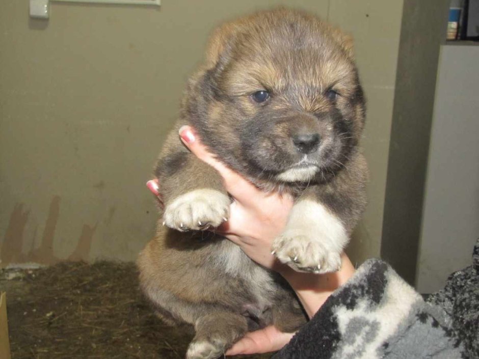 Аборигенская Кавказская овчарка