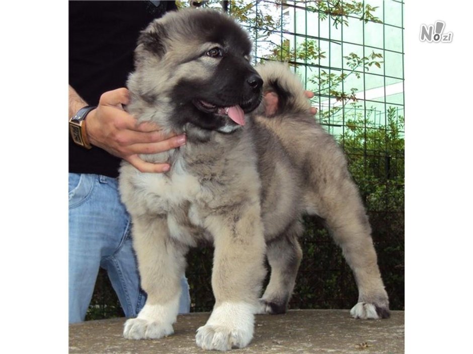 Щенки кавказской овчарки пятнистые