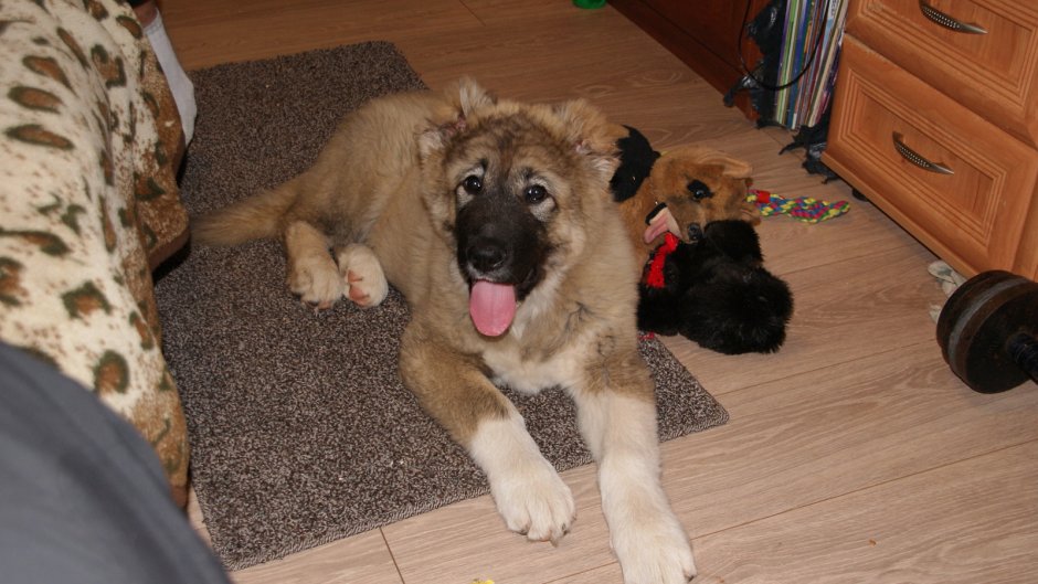 Кавказская овчарка ЗТП