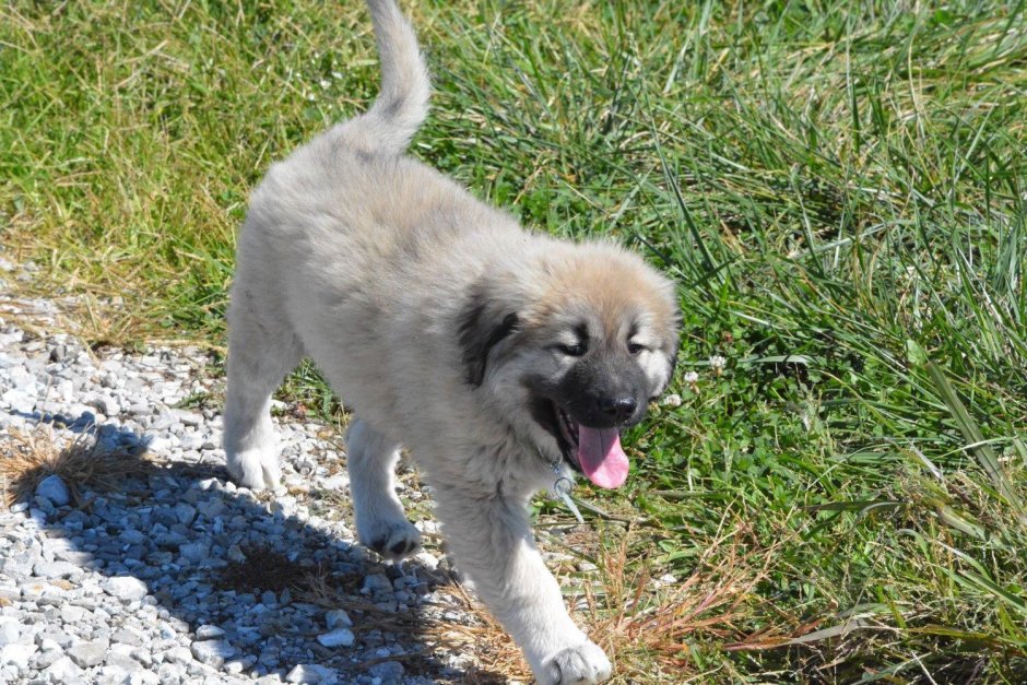 Степная Кавказская овчарка