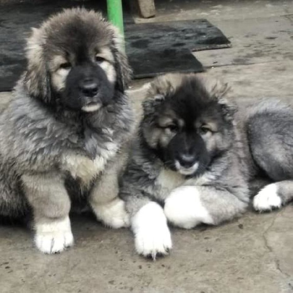 Кавказская овчарка ЗКС