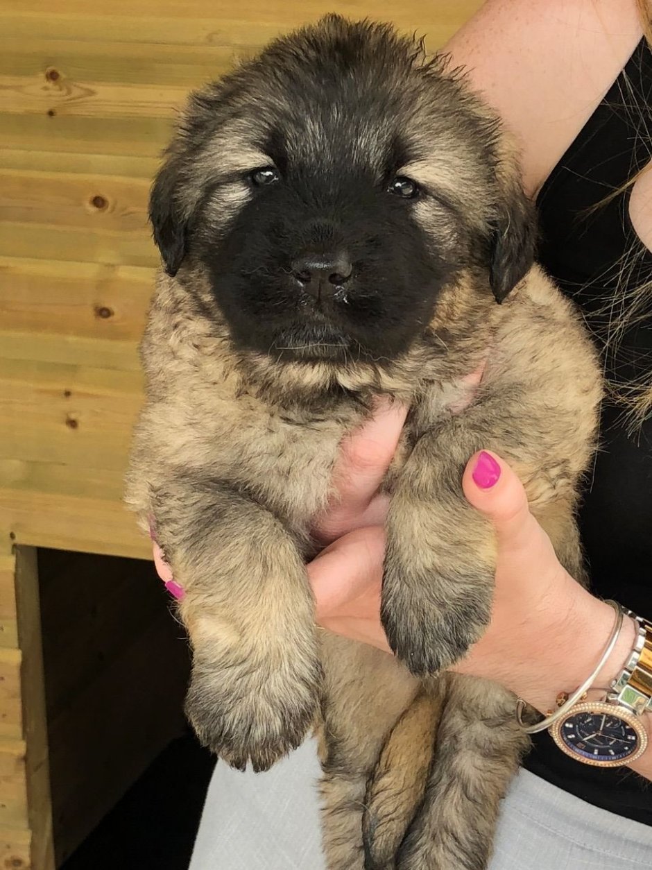 Кавказская овчарка