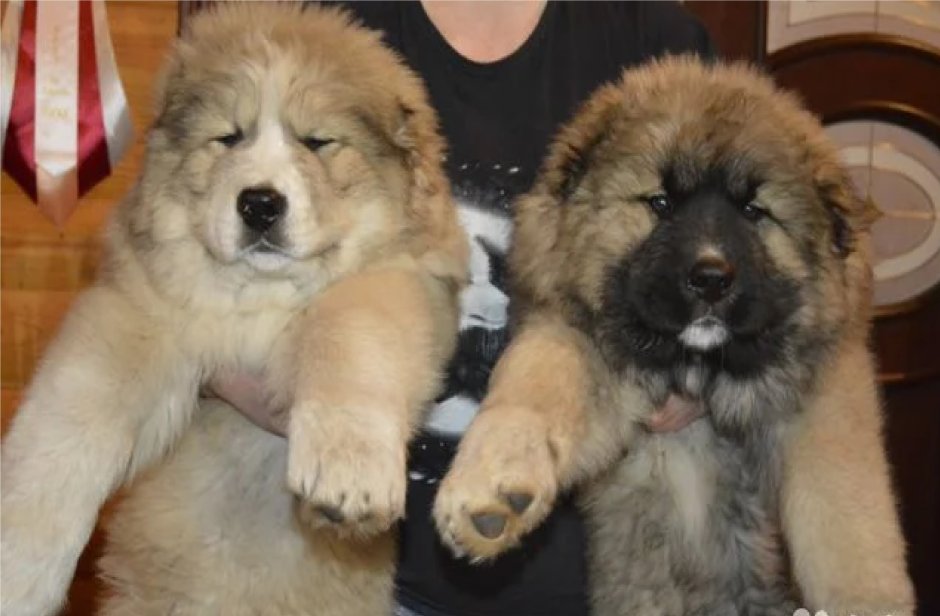 Нагази Грузинская овчарка