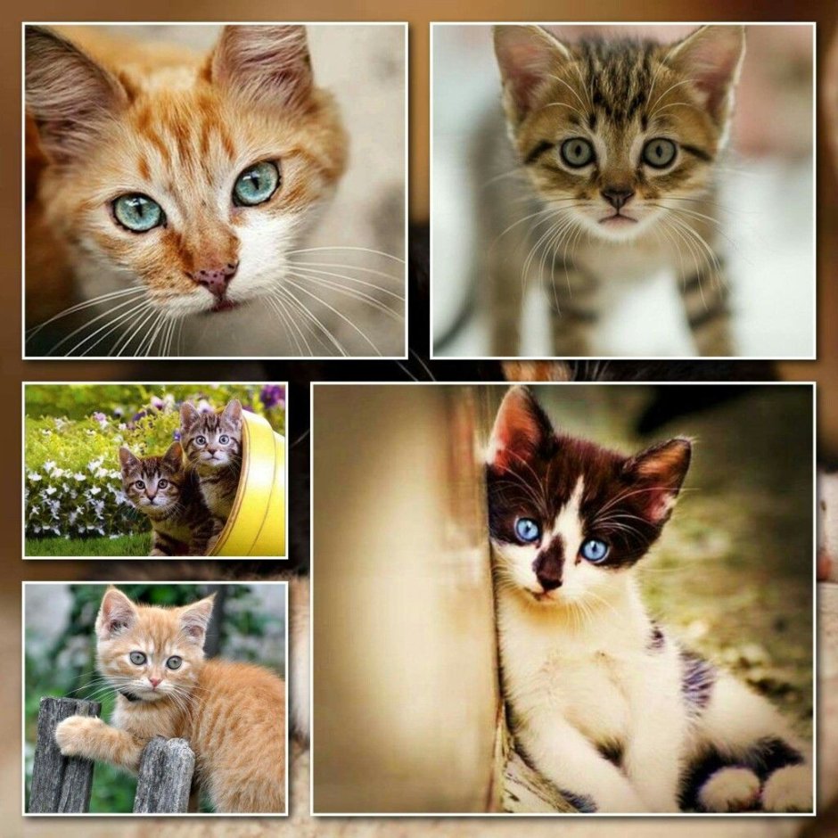 Коллаж кошки