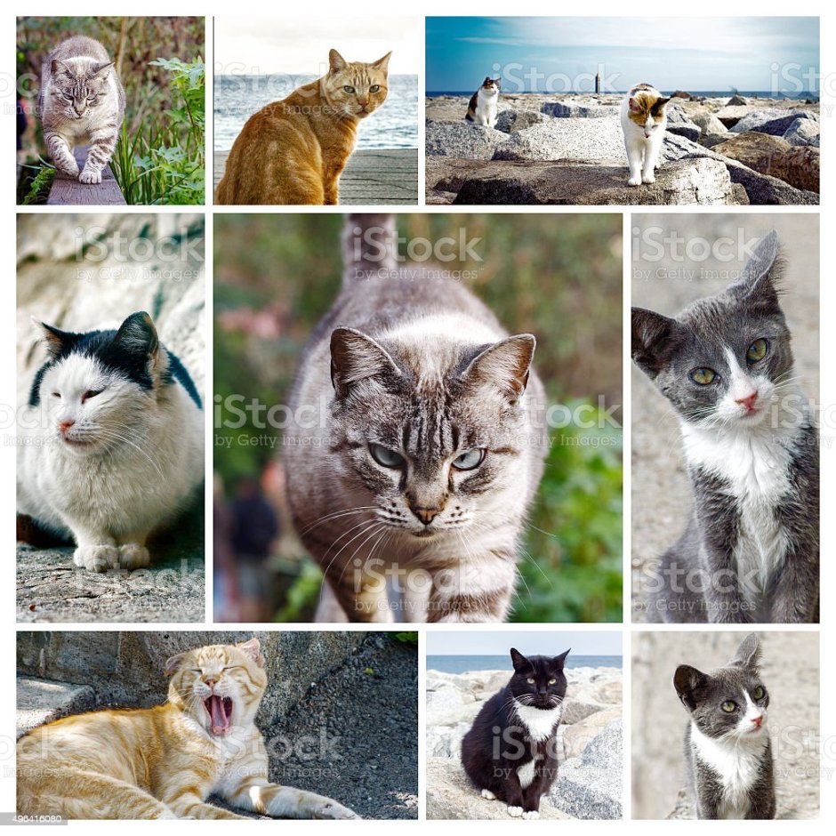 Кошки разных пород коллаж
