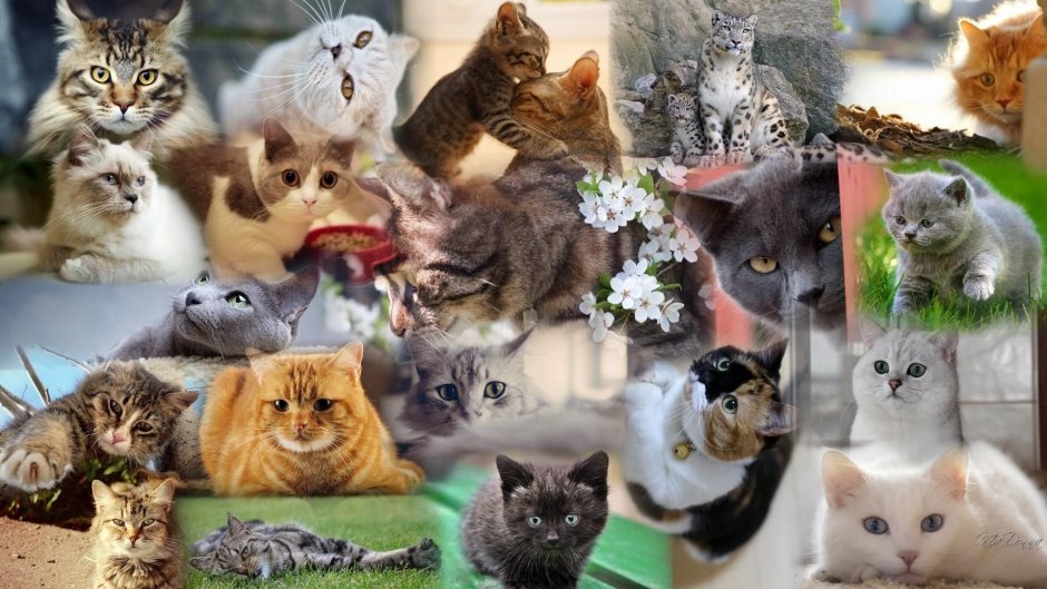 Много котов