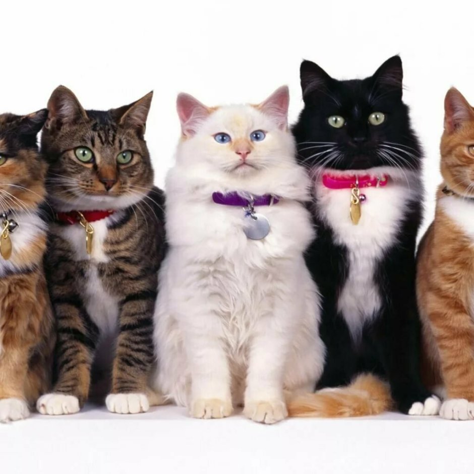 Четыре кошки