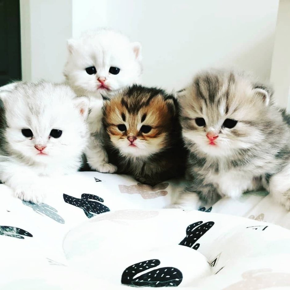 Много котят