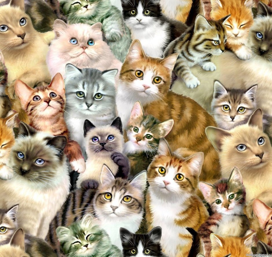 Много котят