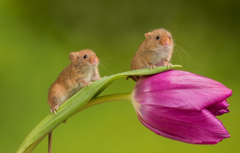 Мышь-Малютка (лат. Micromys minutus)