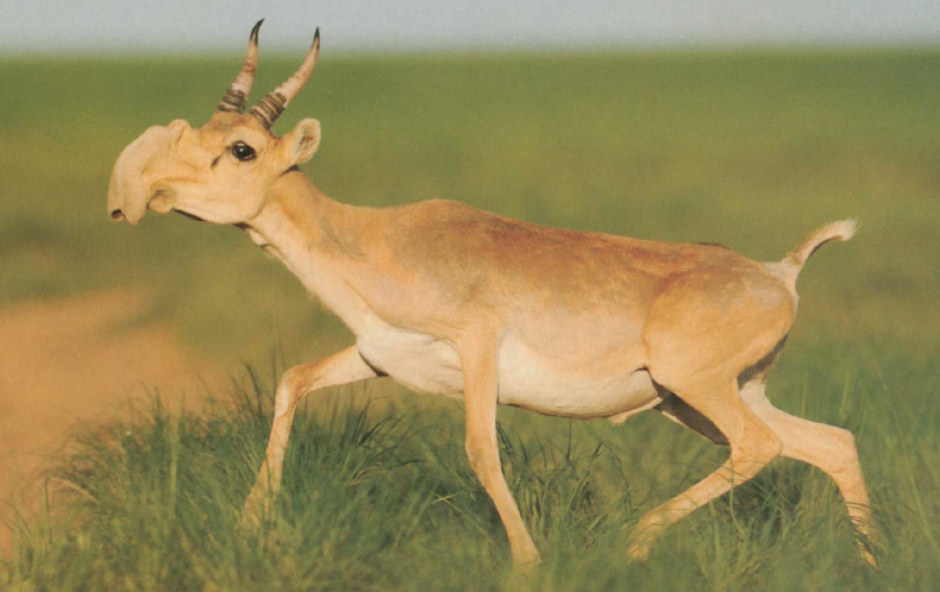 Сайгак Saiga tatarica