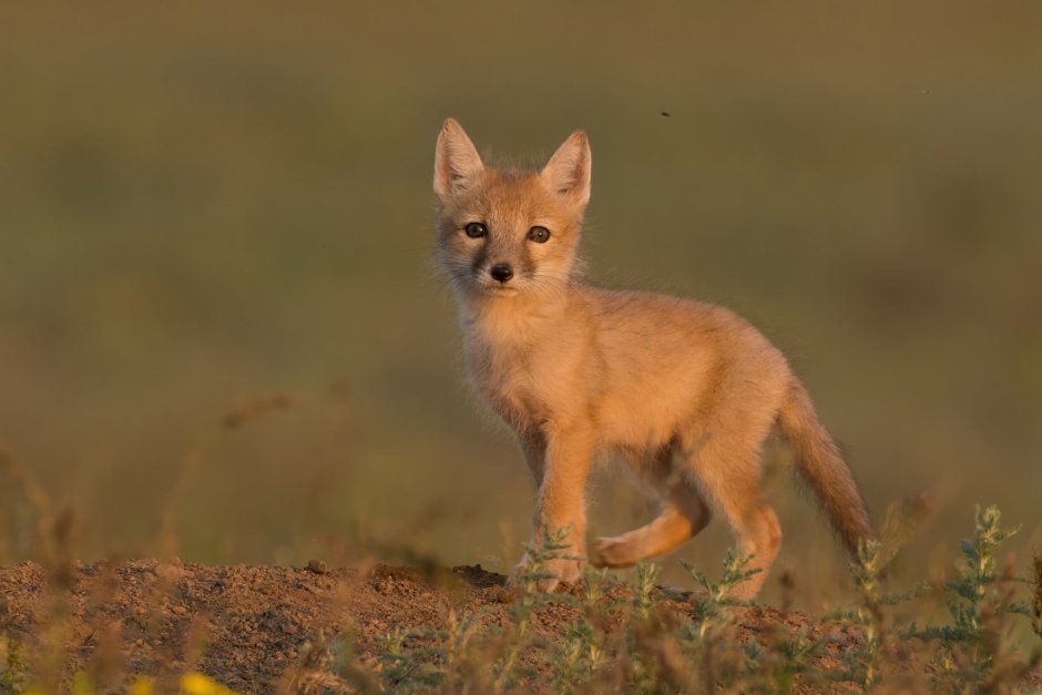 Калмыкский Корсак