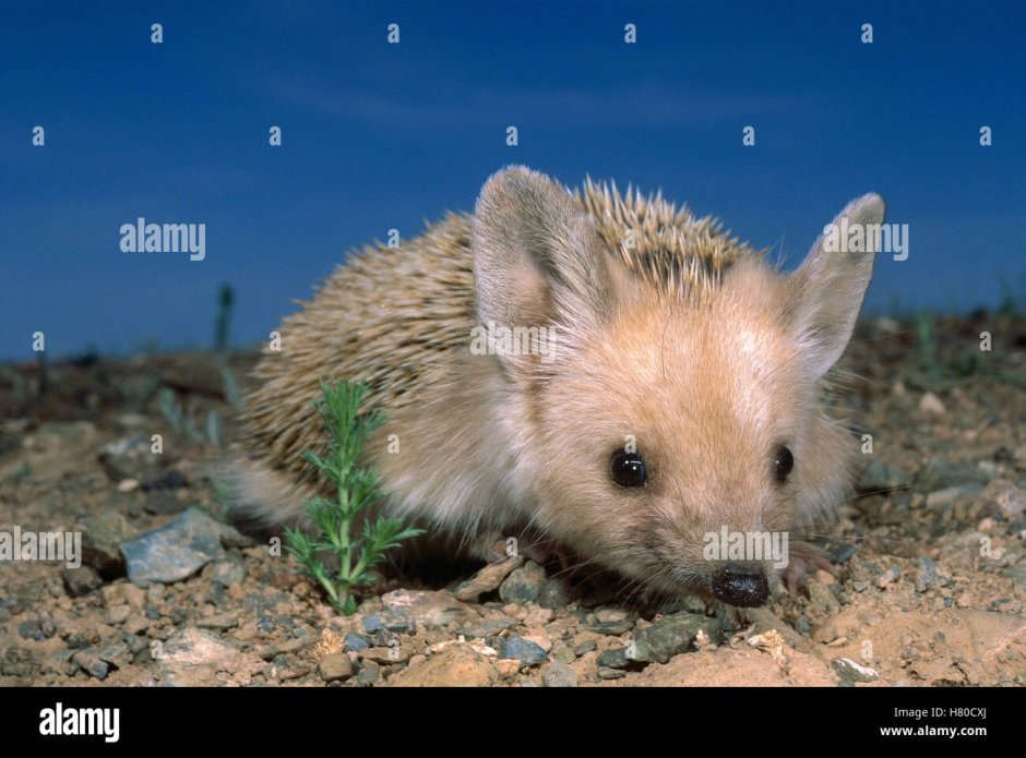 Южный ёж(Erinaceus concolor)