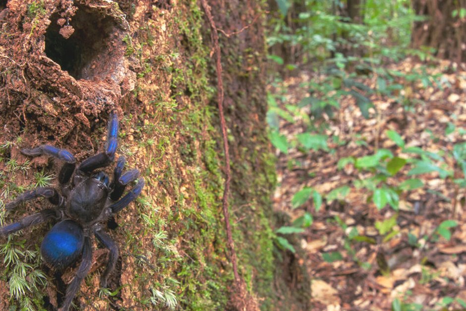 Пауки в лесах