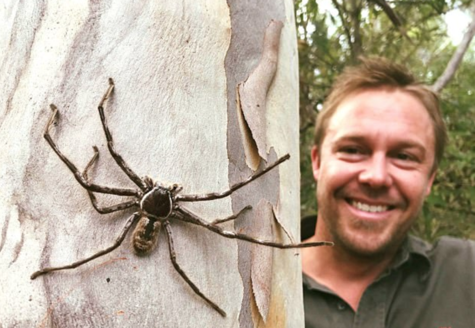 Сезон пауков в Австралии