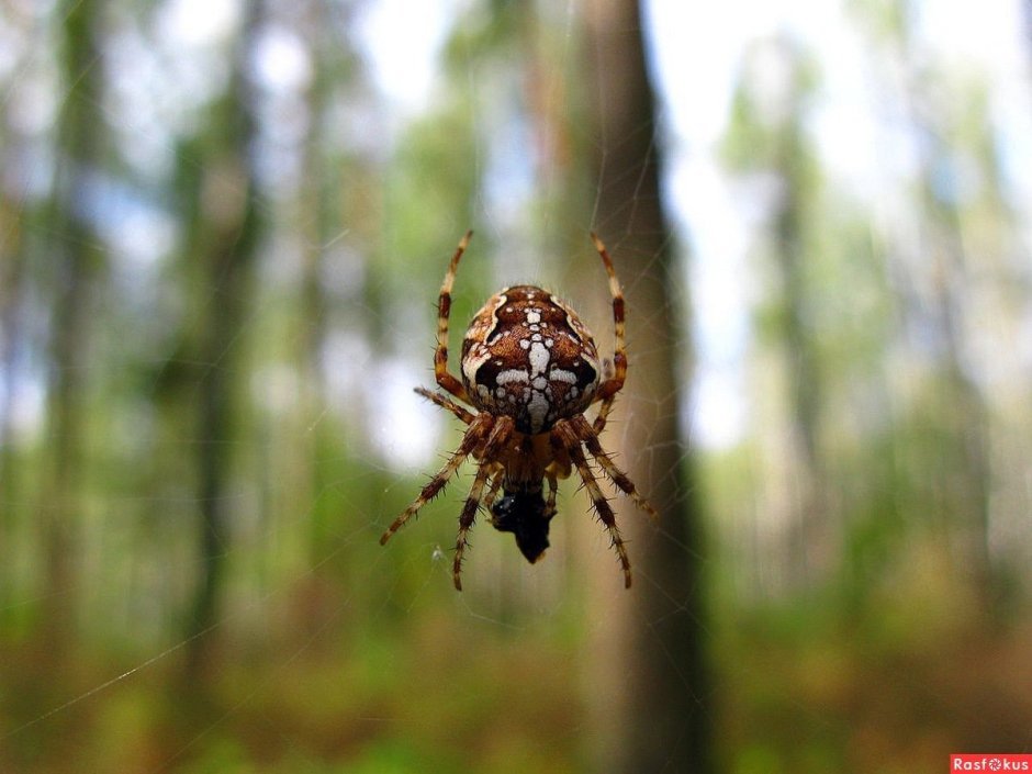 Лесной паук