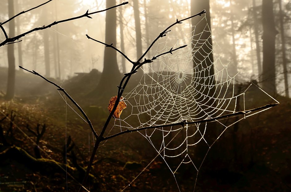 Паутина и паук в лесу
