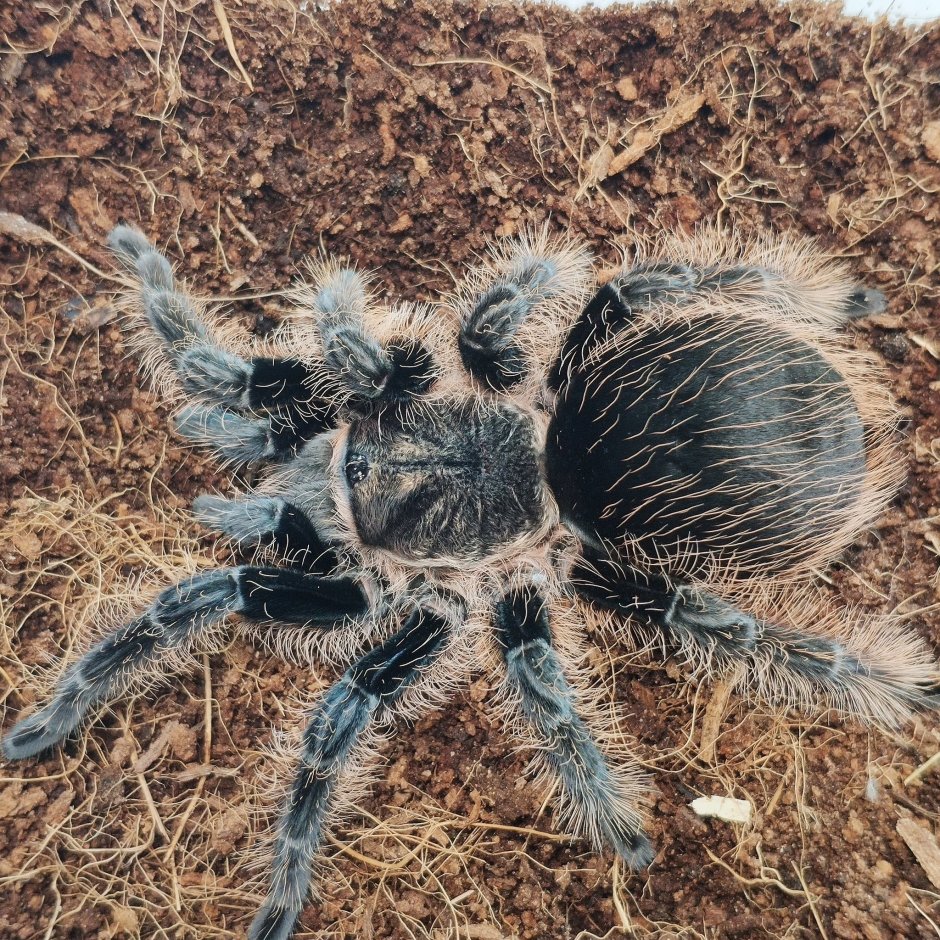 Брахипельма альбопилосум