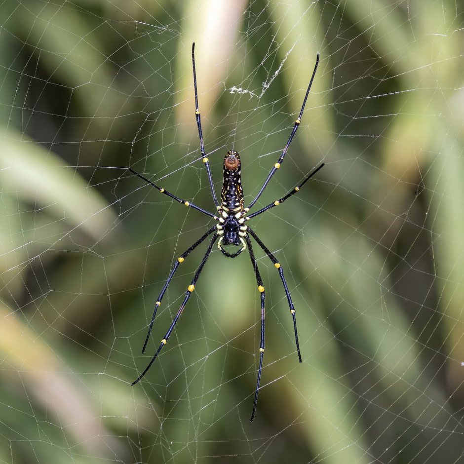 Паук Nephila pilipes