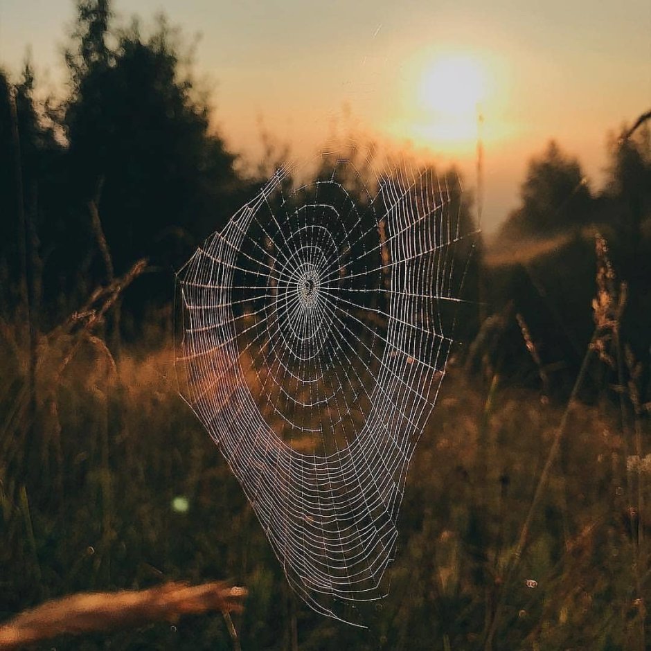 Красивая паутина