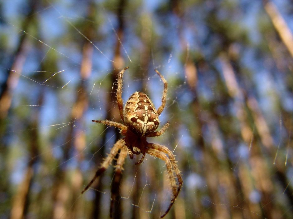 Крестовик Сибирский паук Сибирский
