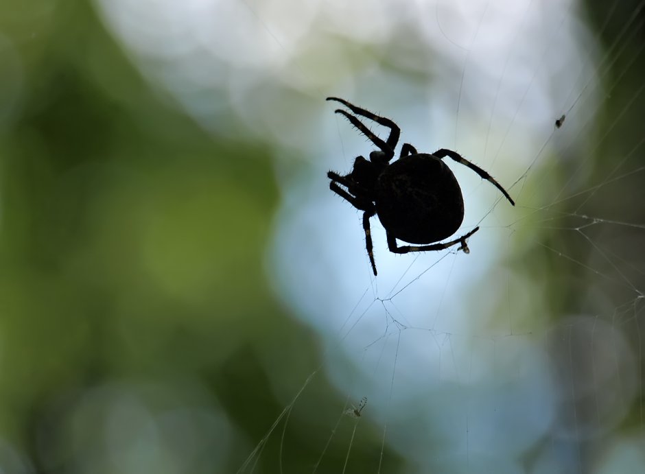 Лесной паук охотник