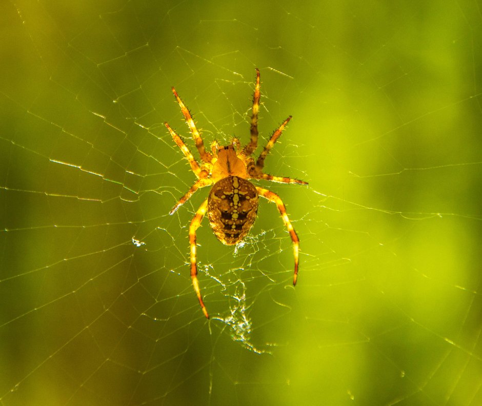 Лесные пауки России
