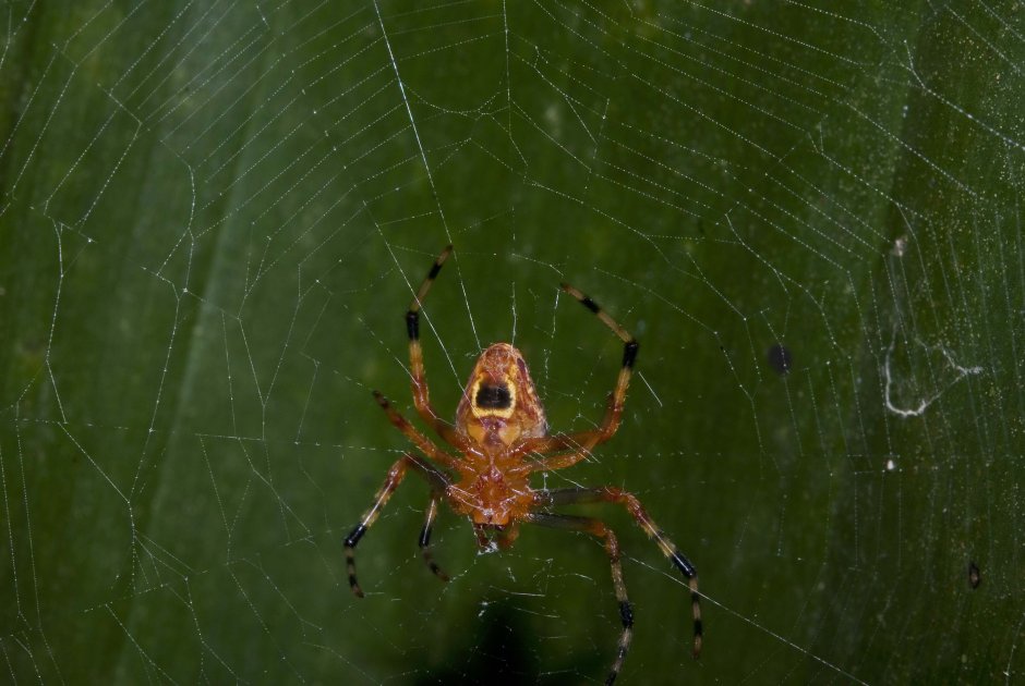 Пауки в тропических лесах