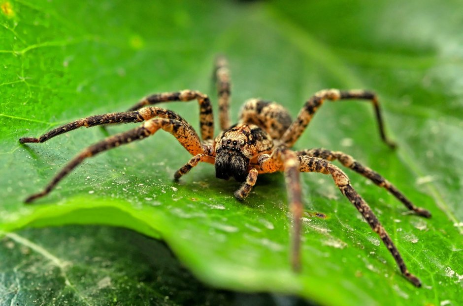 Паук фото крупным