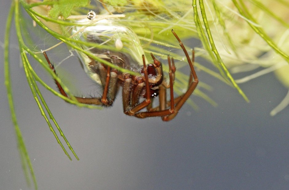 Паук краб Лесной