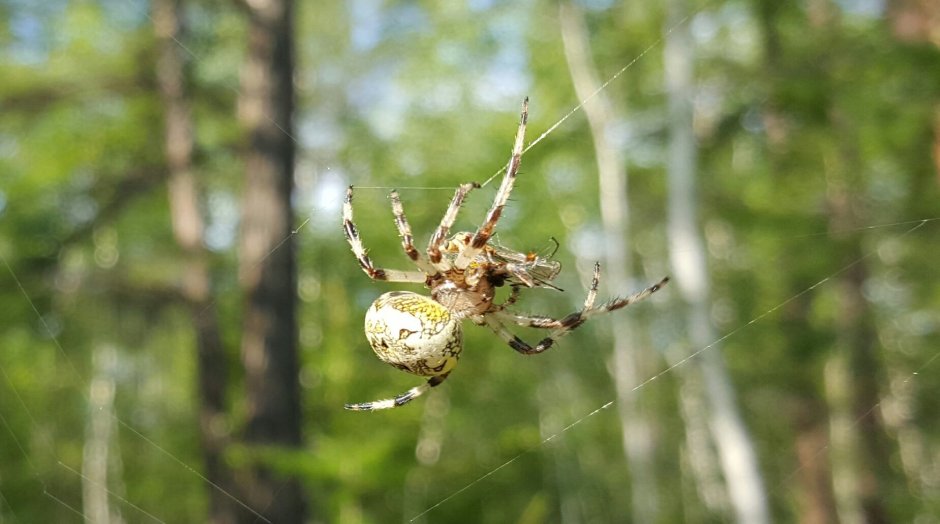 Паук крестовик Сибирский Сибирский зеленый