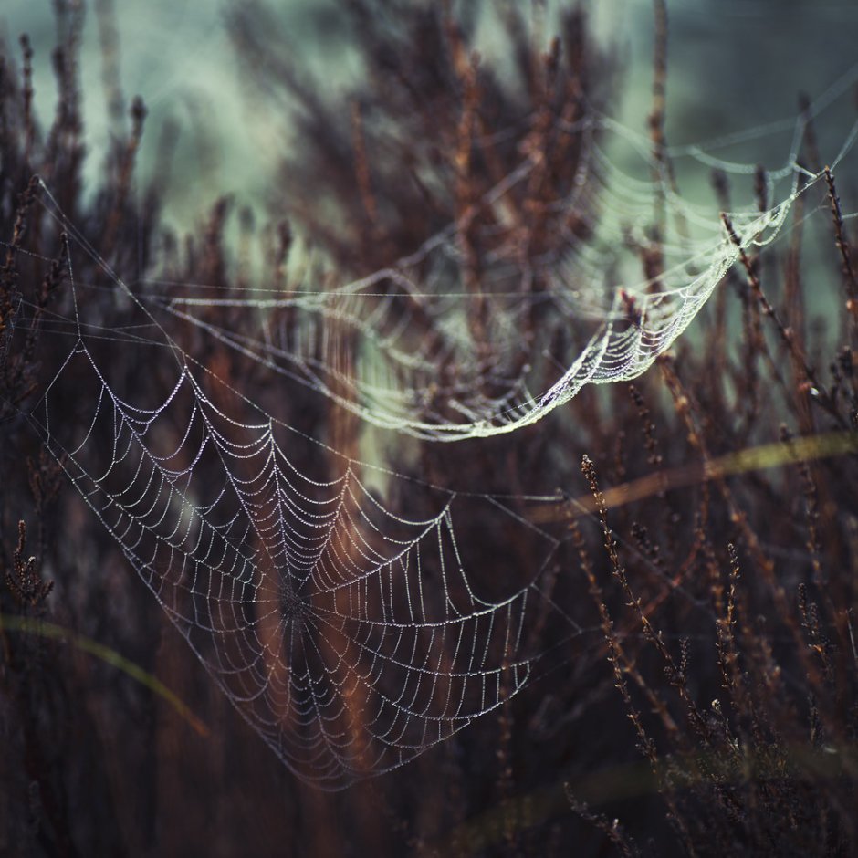 Паук в лесу