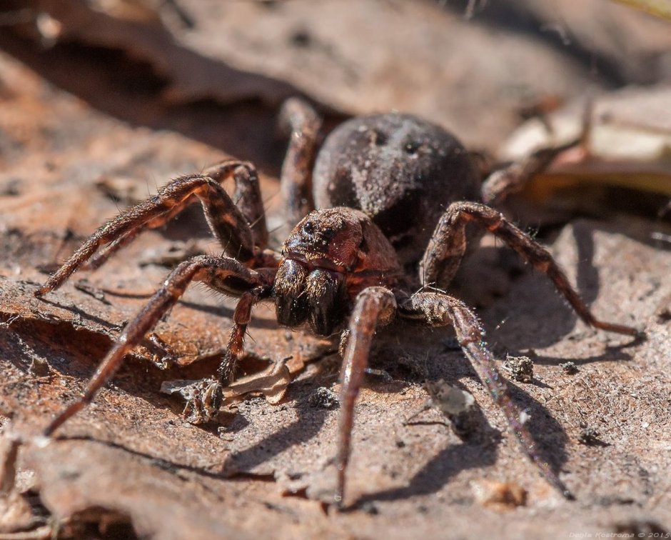 Зубенхакрабийский паук большая особь