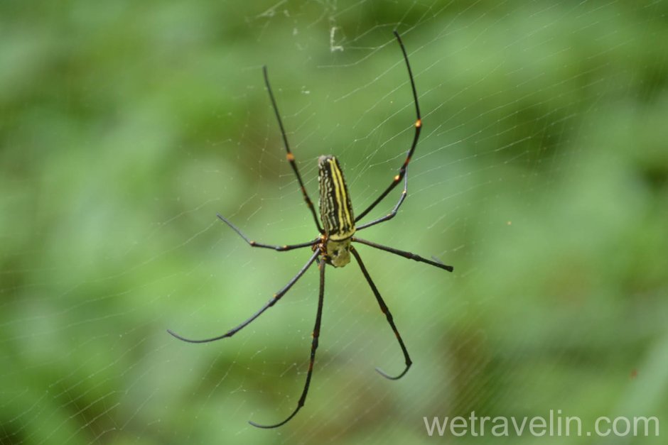 Пауки-тетрагнатиды Шри Ланки