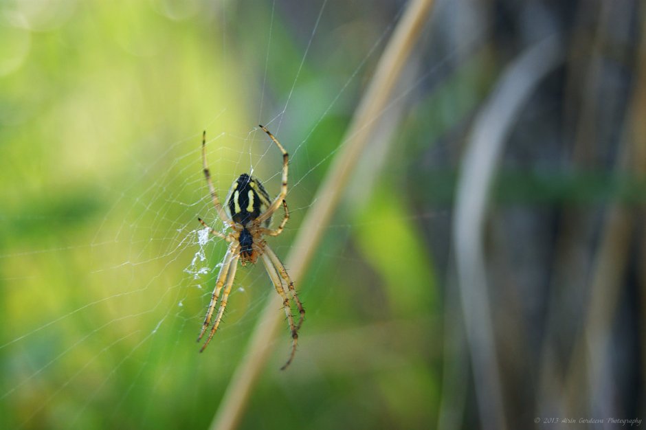 Лесные пауки России