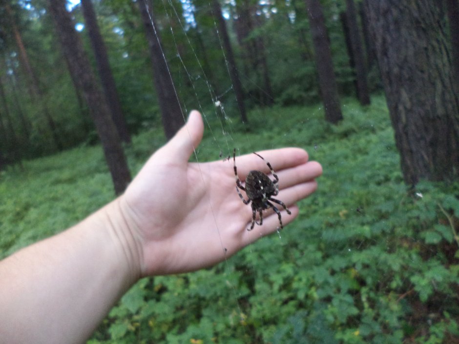 Лесной паук