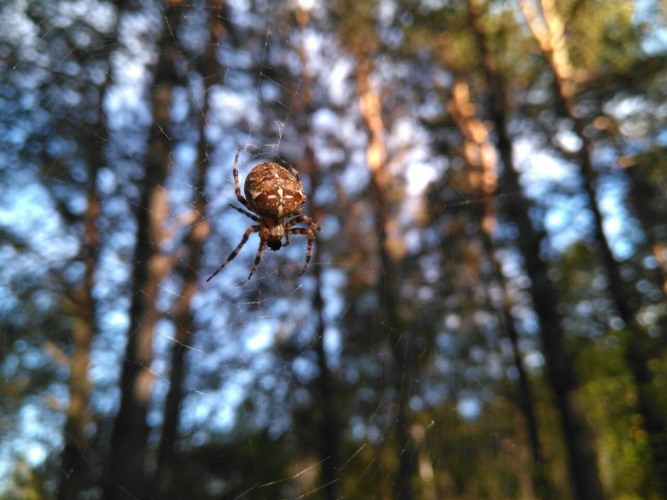 Паукообразные в лесу