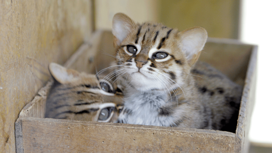 Rusty spotted Cat размер