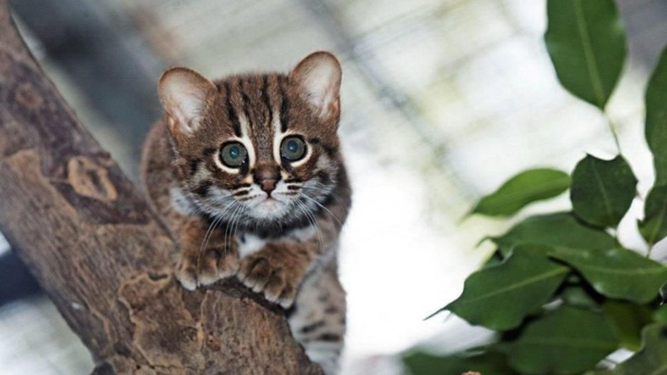 Рыжая пятнистая кошка Prionailurus rubiginosus