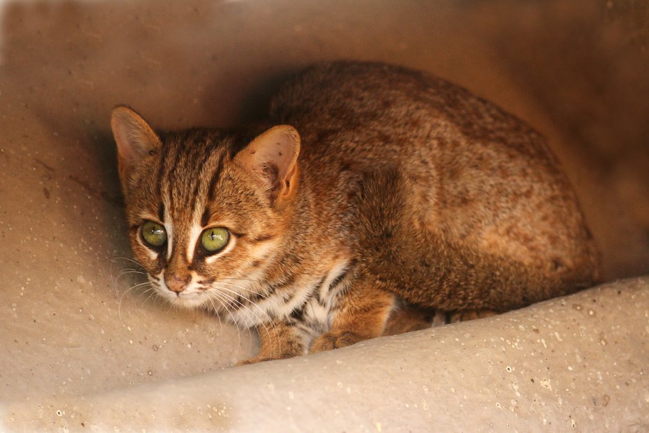 Prionailurus rubiginosus