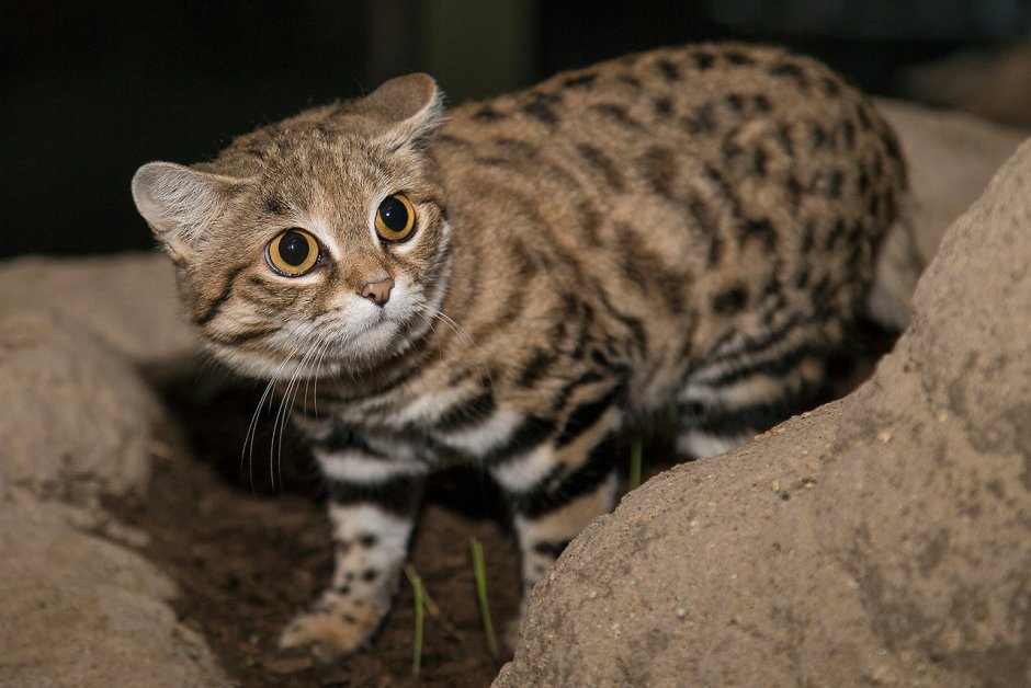 Ржавая кошка размер