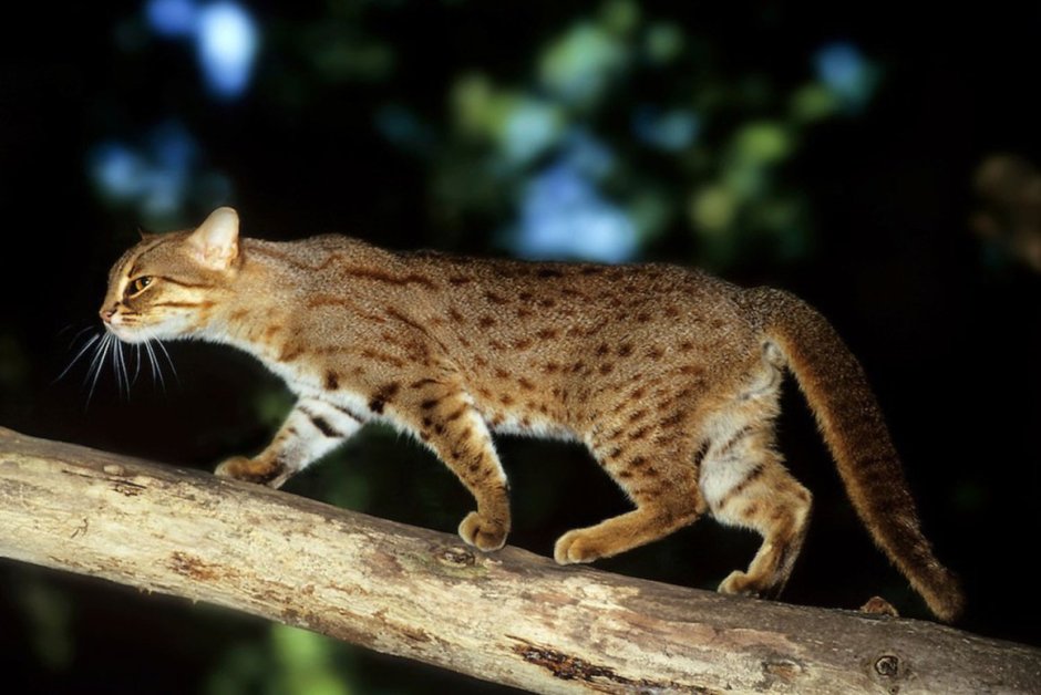 Рыжая пятнистая кошка Prionailurus rubiginosus