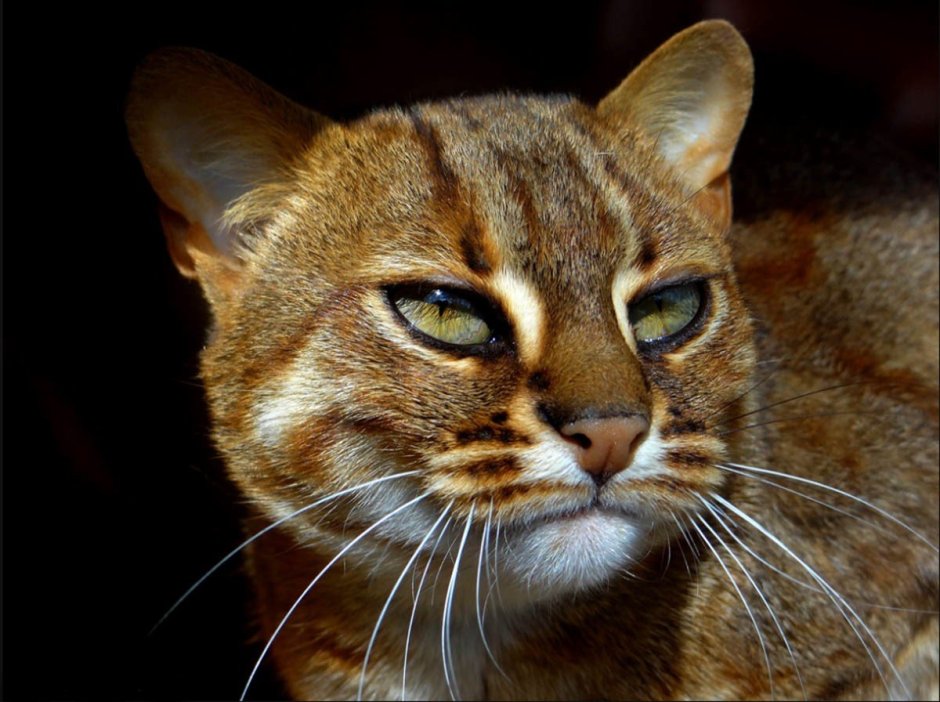Rusty spotted Cat котята