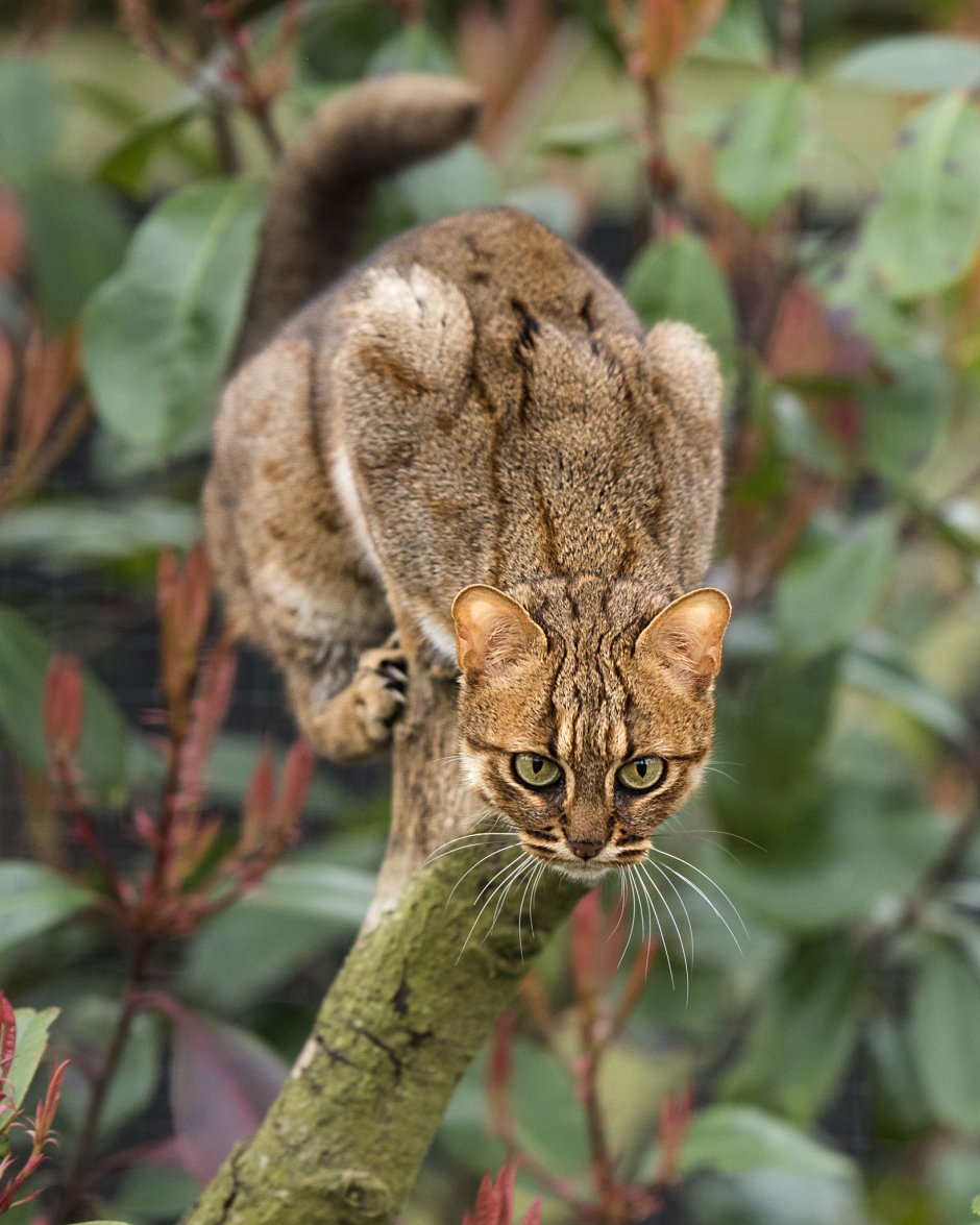 Рыжая пятнистая кошка Prionailurus rubiginosus