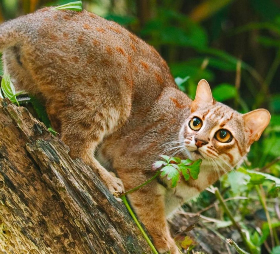 Редкие кошки