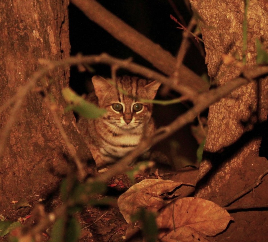 Rusty spotted Cat Kitten