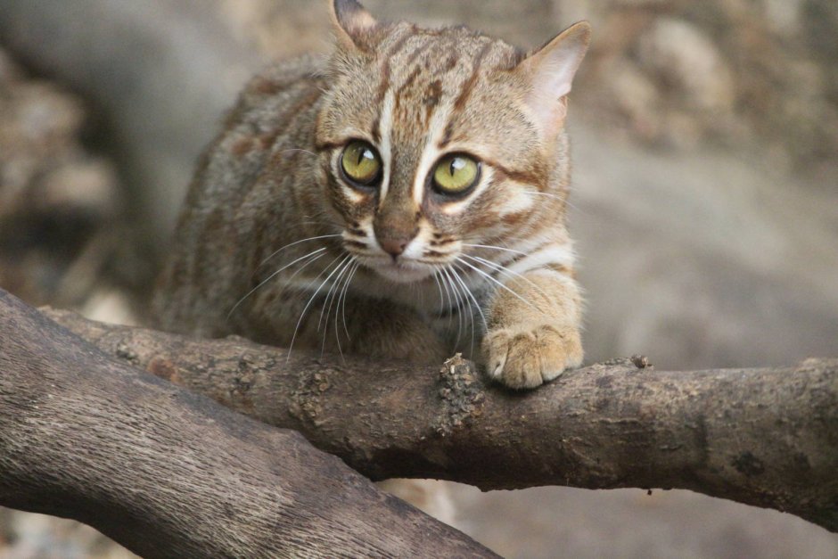 Ржавая пятнистая кошка