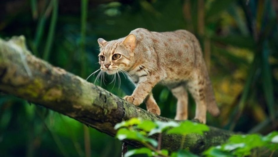 Рыжая пятнистая кошка Prionailurus rubiginosus