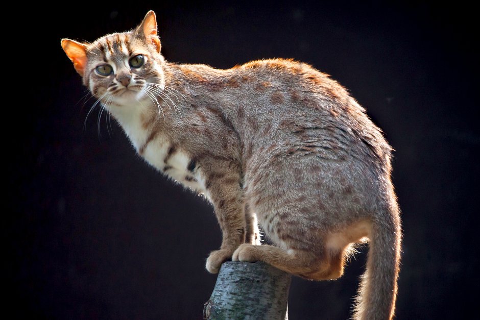 Суматранская кошка домашние животные