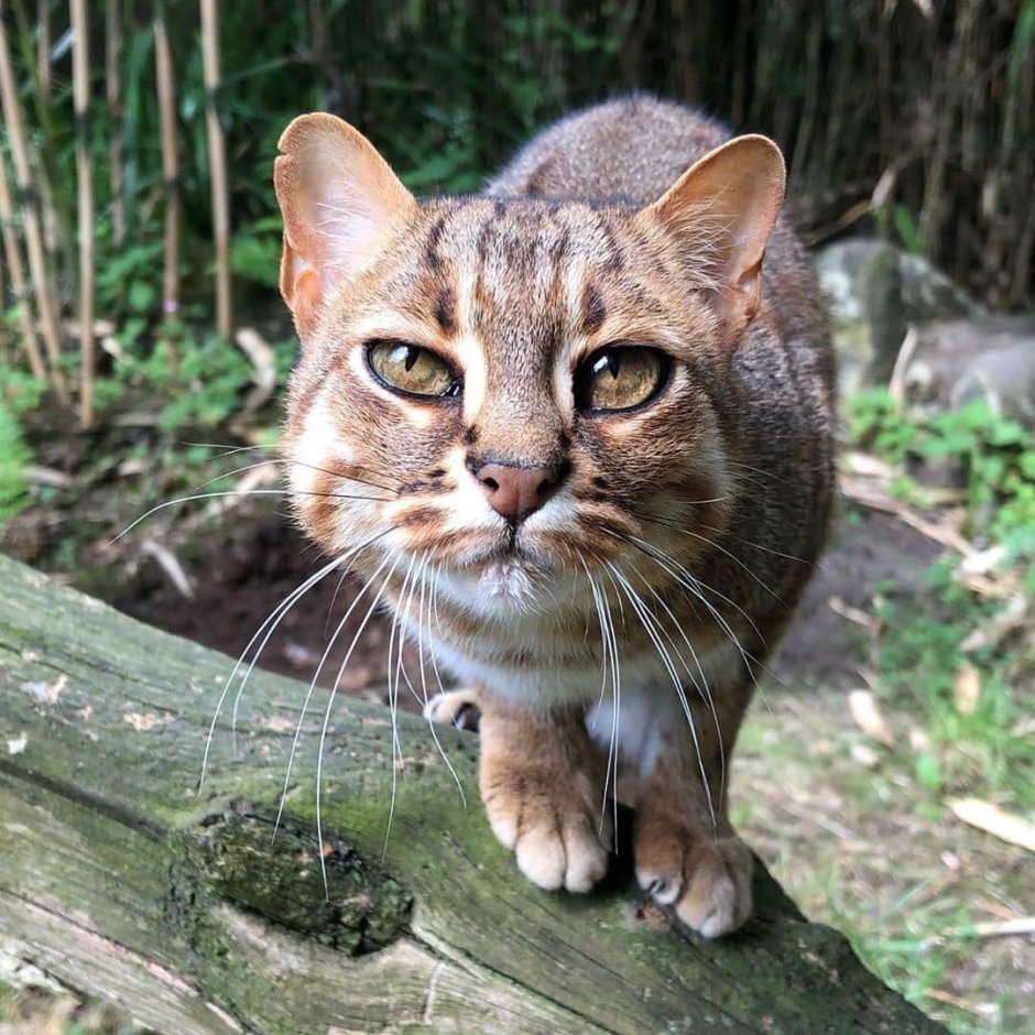 Ржавые коты